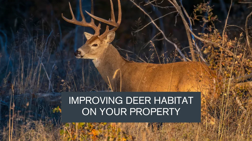 Improving Deer Habitat on your Property Blogs American Legacy Land Co.
